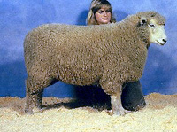 Romney Sheep - History